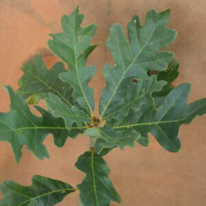 White Oak
